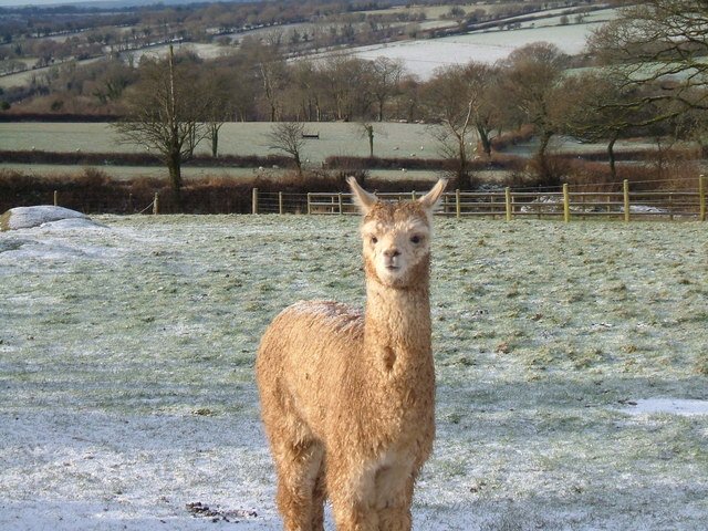 Alpaca in the snow