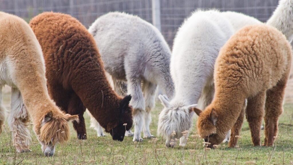 6 alpacas eating grass