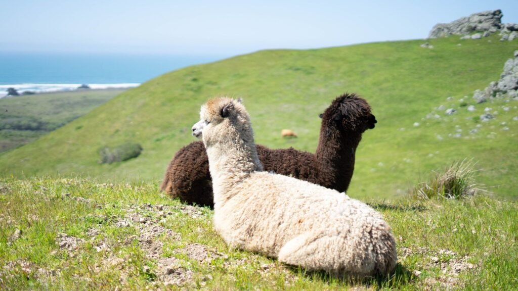2 alpacas relaxing