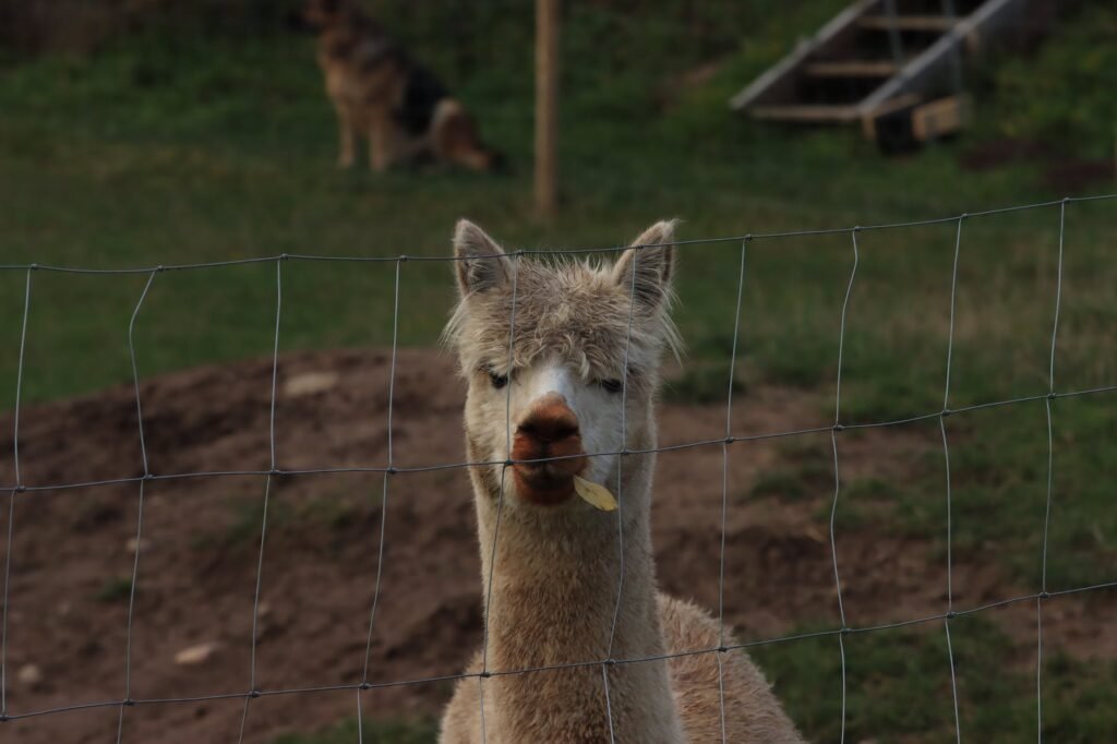 photograph of an alpaca behind a fence