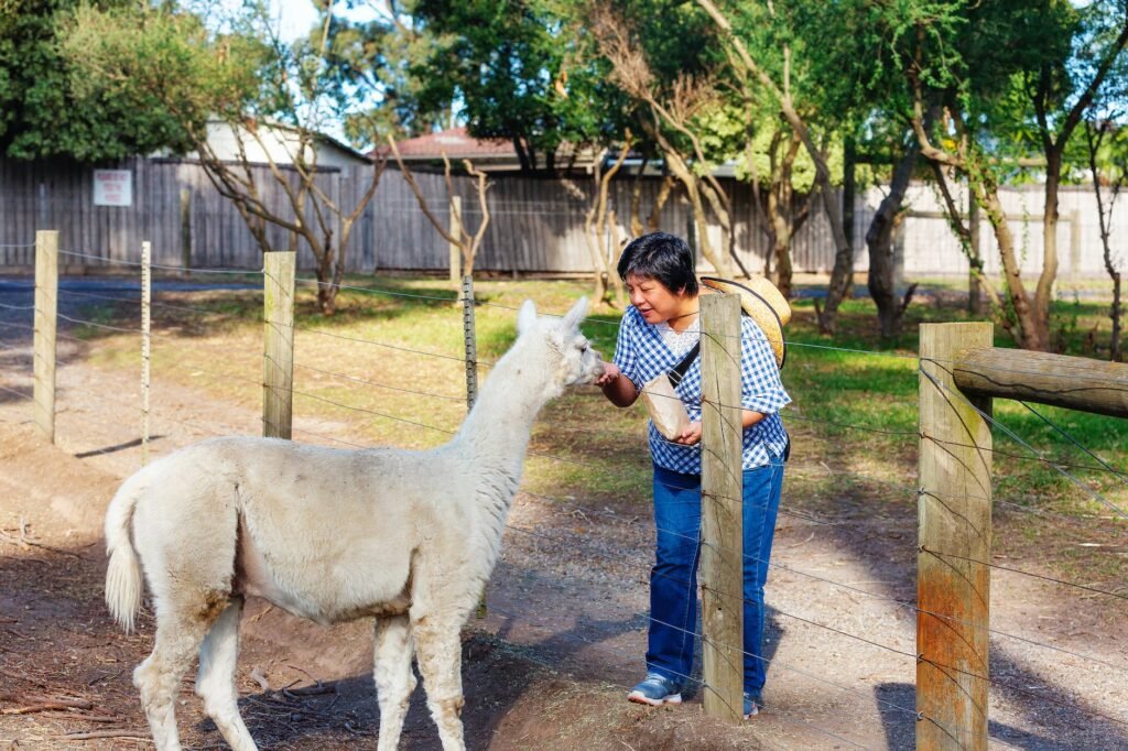 photo of a woman feeding a white alpaca
