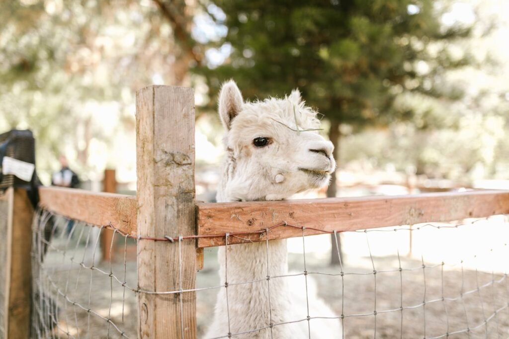 close up photo of a white llama