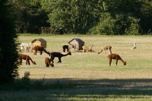 Alpacas near Long Melford