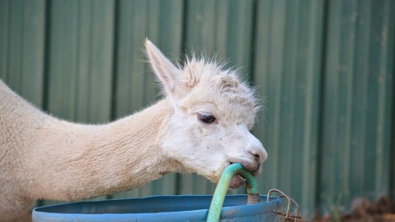 How Water Intake Influences an Alpaca’s Health