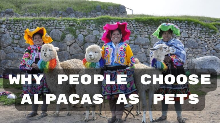 Discover: Why People Choose Alpacas as Pets
