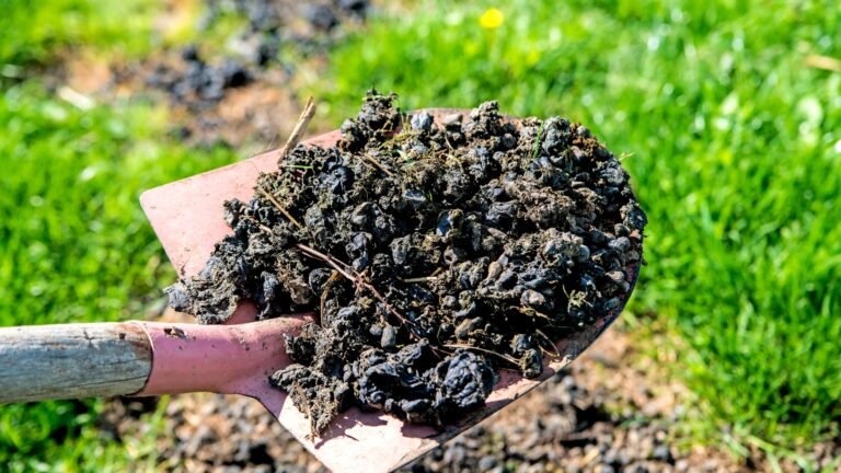 True Worth of Alpaca Poop: ‘Black Gold’ for Organic Farming