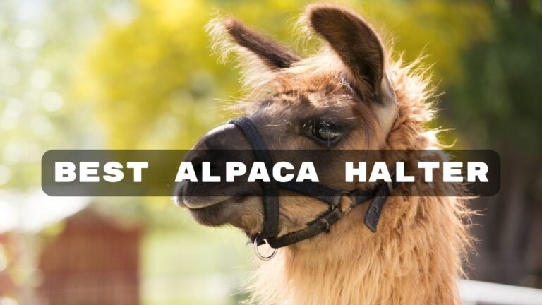 Best Alpaca Halter for Comfort and Control