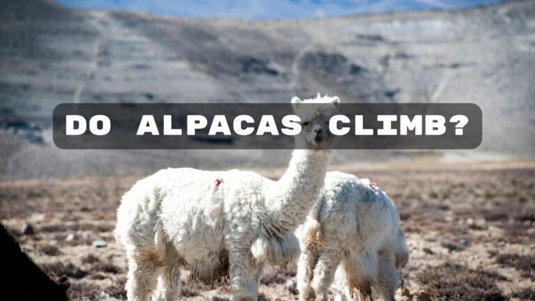 Do Alpacas Climb? An Exploration of Their Unique Abilities