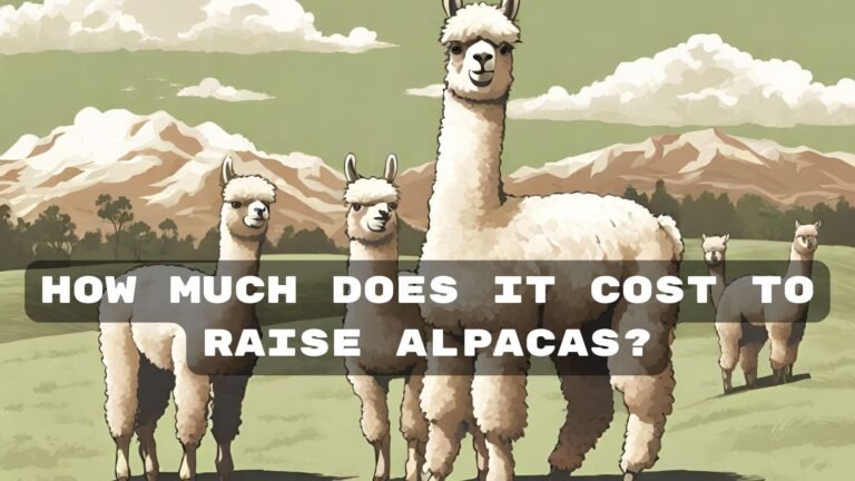 How Much Does It Cost to Raise Alpacas