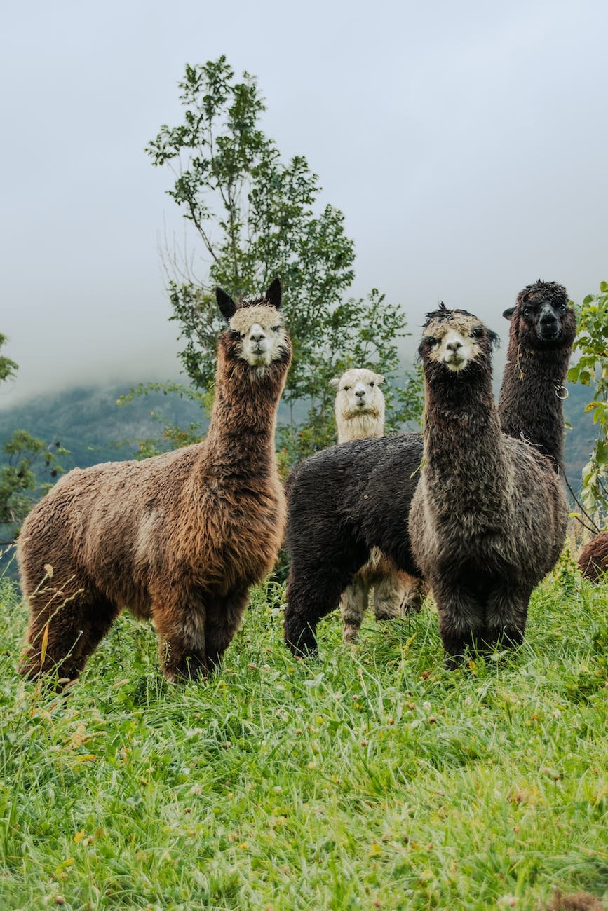 photo of alpacas on grass