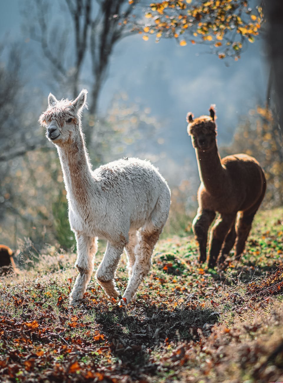 two young alpacas running outdoors