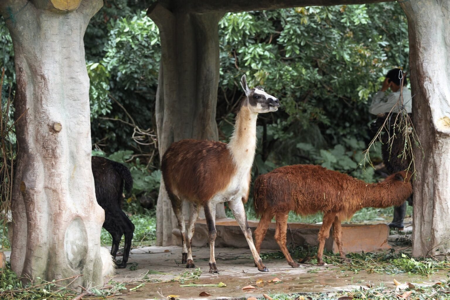 Can Alpacas Safely Eat Trees? An Indepth Guide to Alpaca Diet