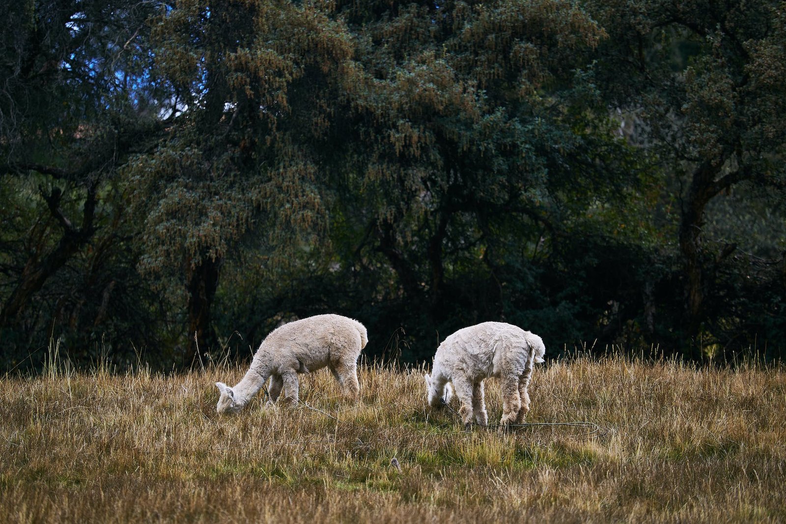 alpacas eating on grass