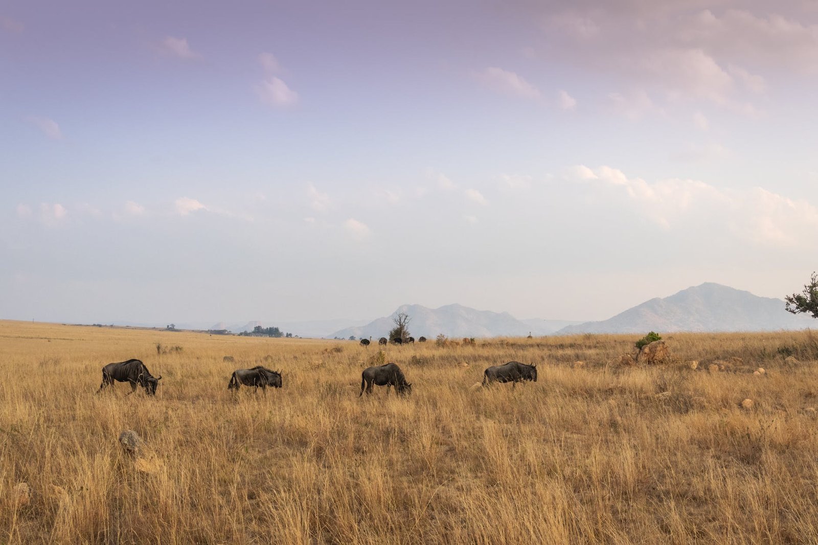 four black water buffalo on brown grass field