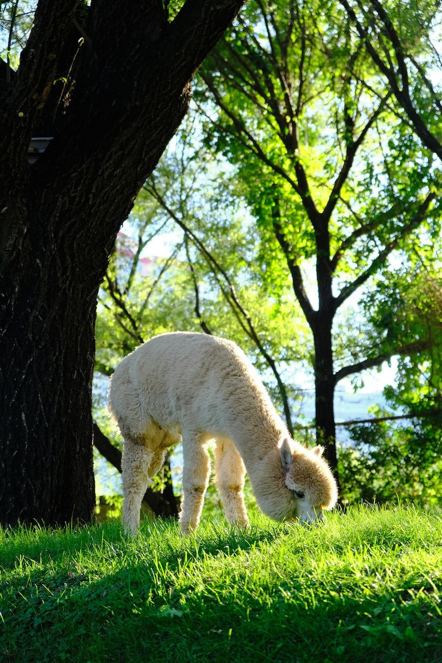 white alpaca eating grass