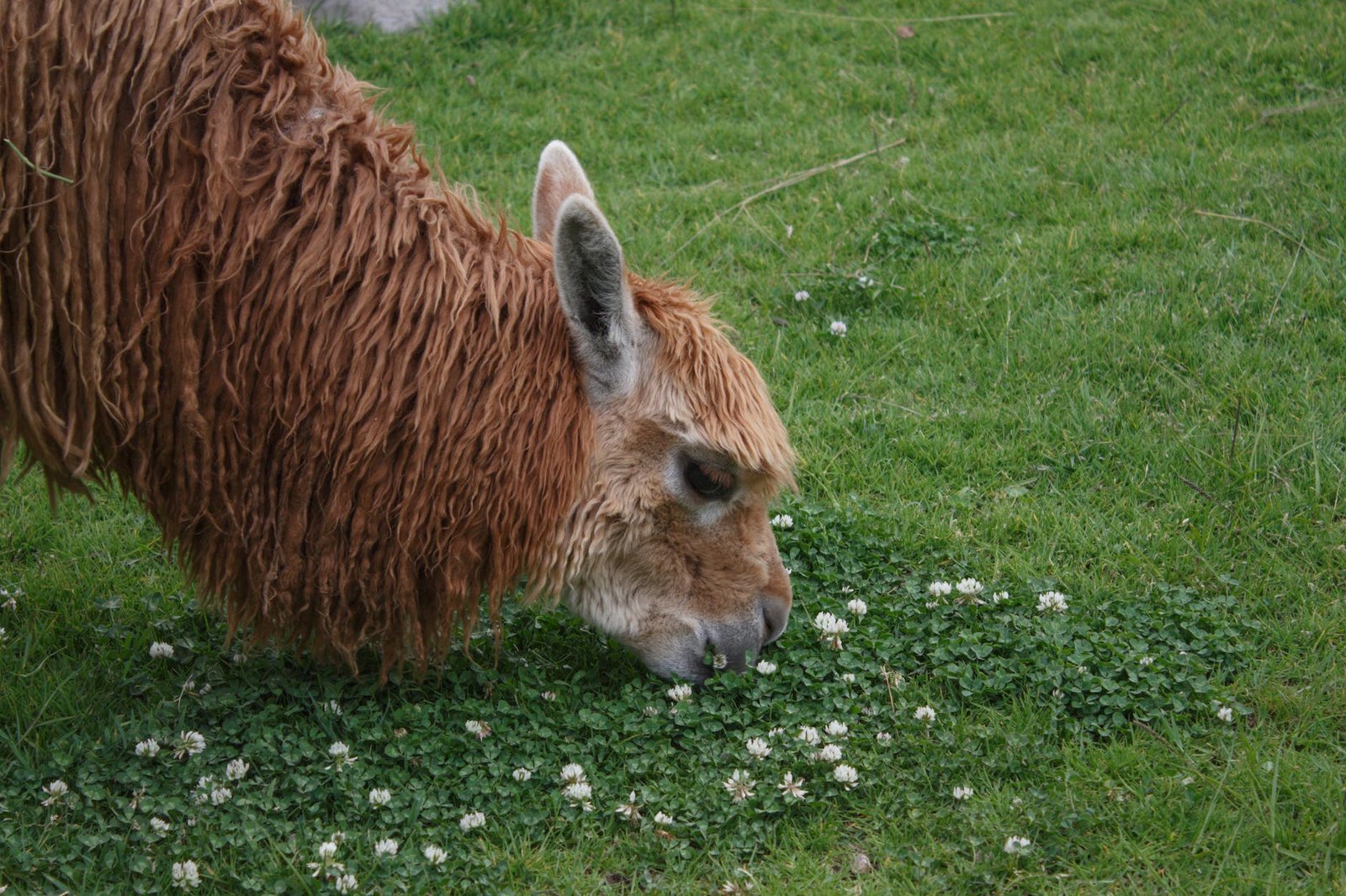 close up of an alpaca eating grass