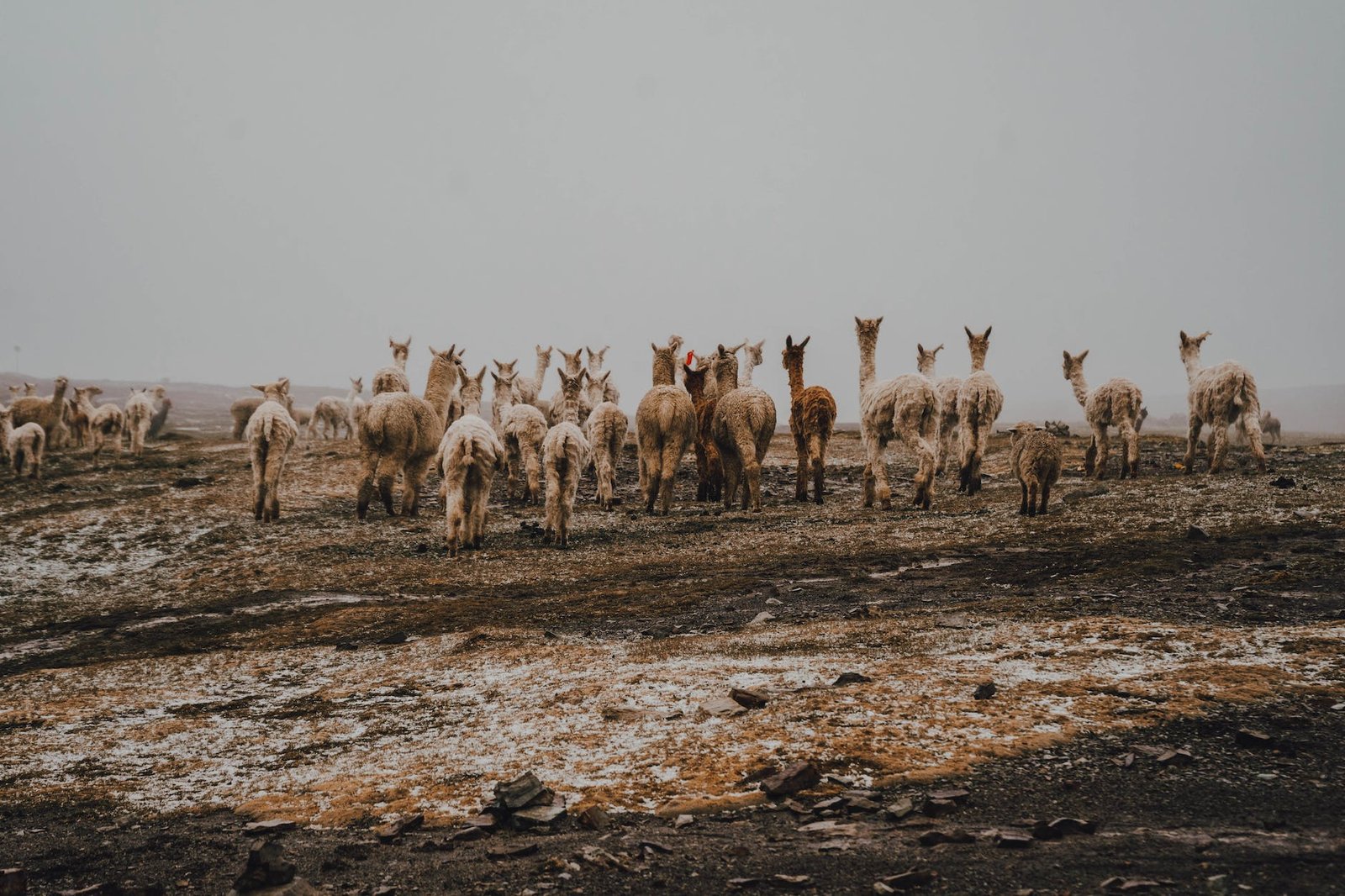 herd of alpacas on a field