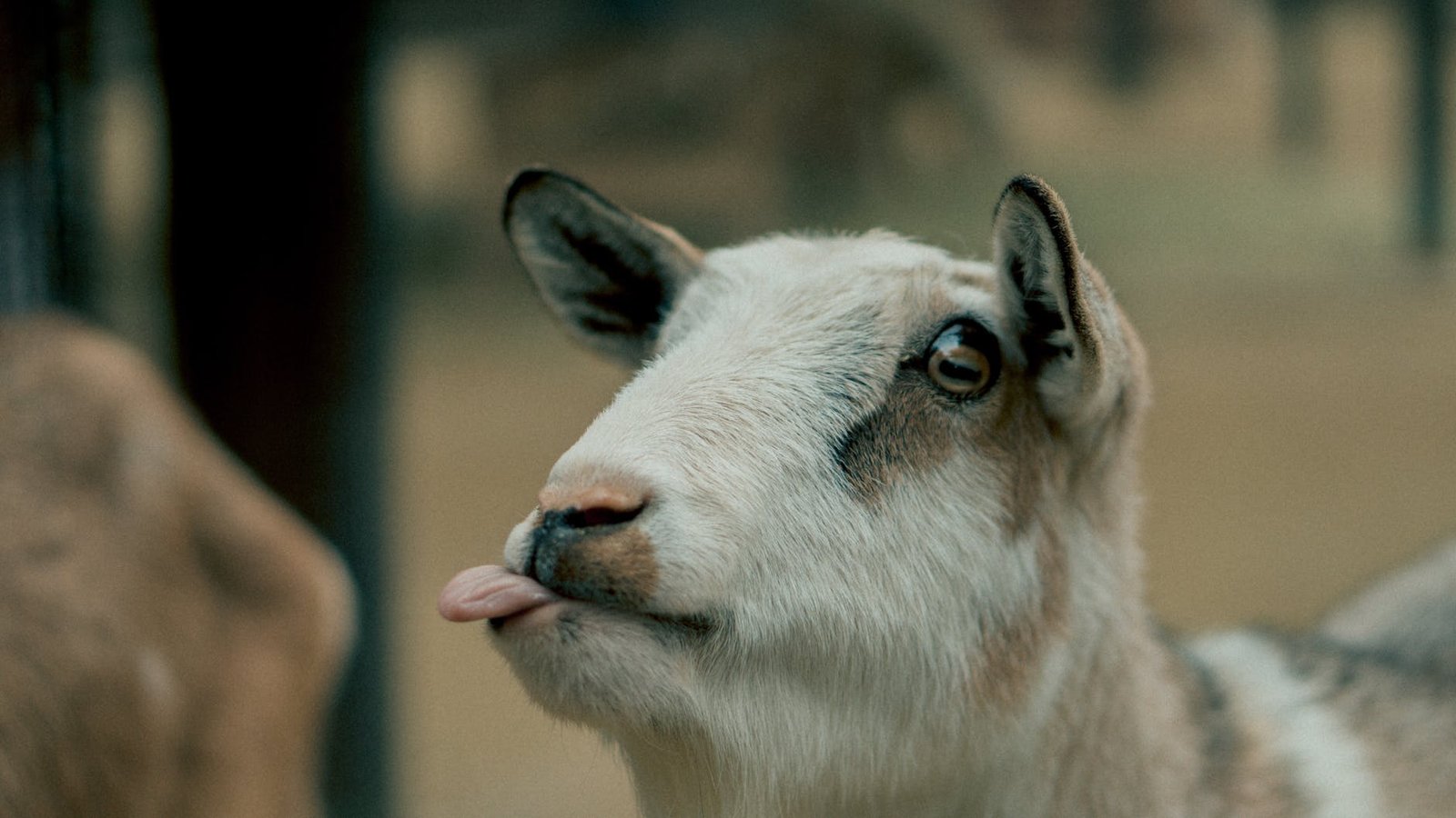 selective focus beige and brown goat
