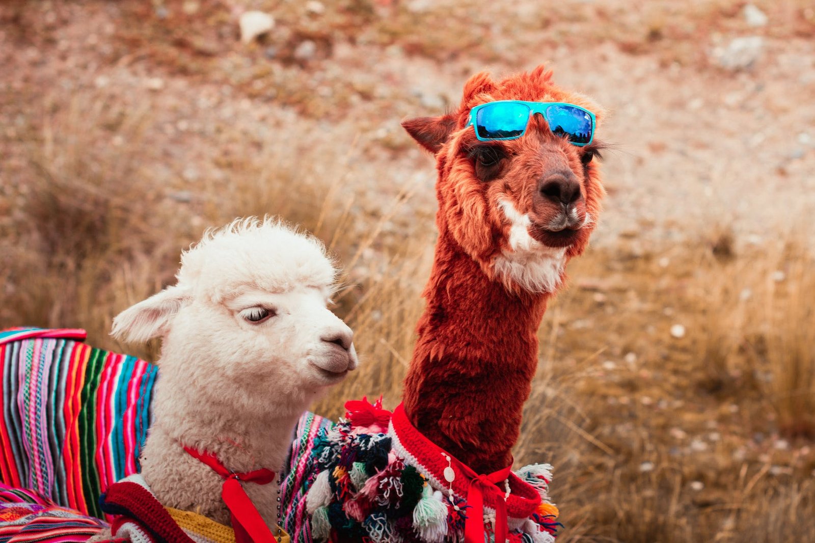 picture of two alpacas wearing colorful clothes and sunglasses