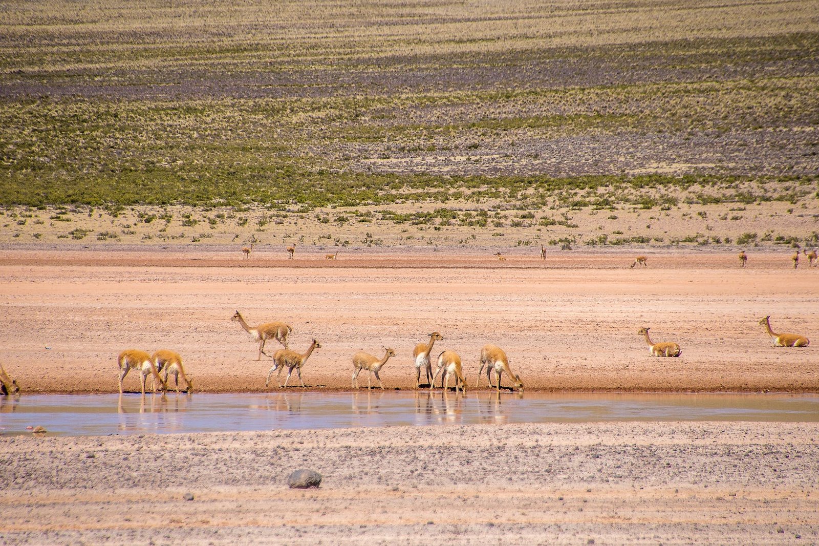 herd of deer drinking from the river