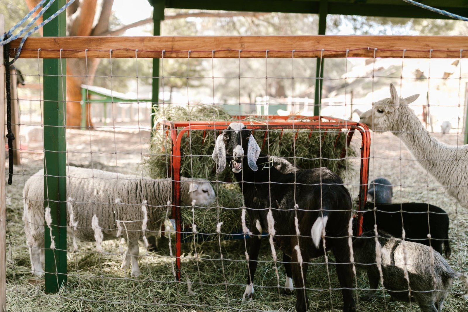 farm animals inside a cage